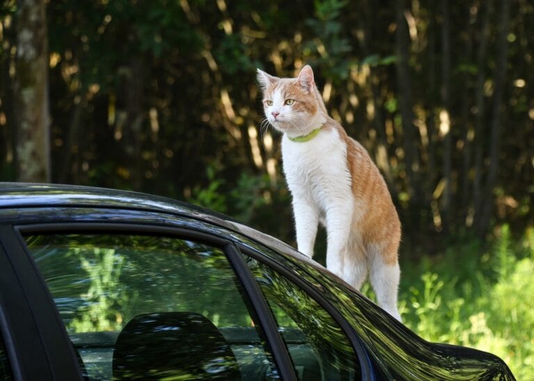 Mitsubishi i kobiety – które modele cieszą się największą popularnością?